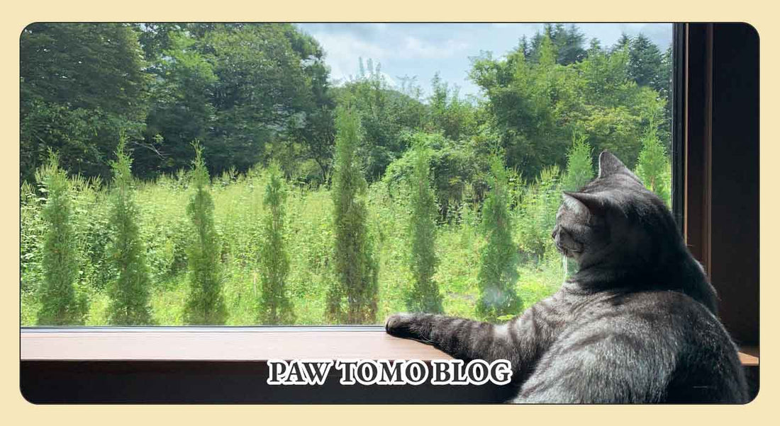 猫たちとの出会いから始まったPAW TOMOの物語