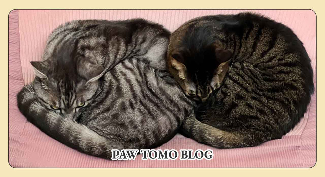 困難から喜びへ：猫を育てる現実