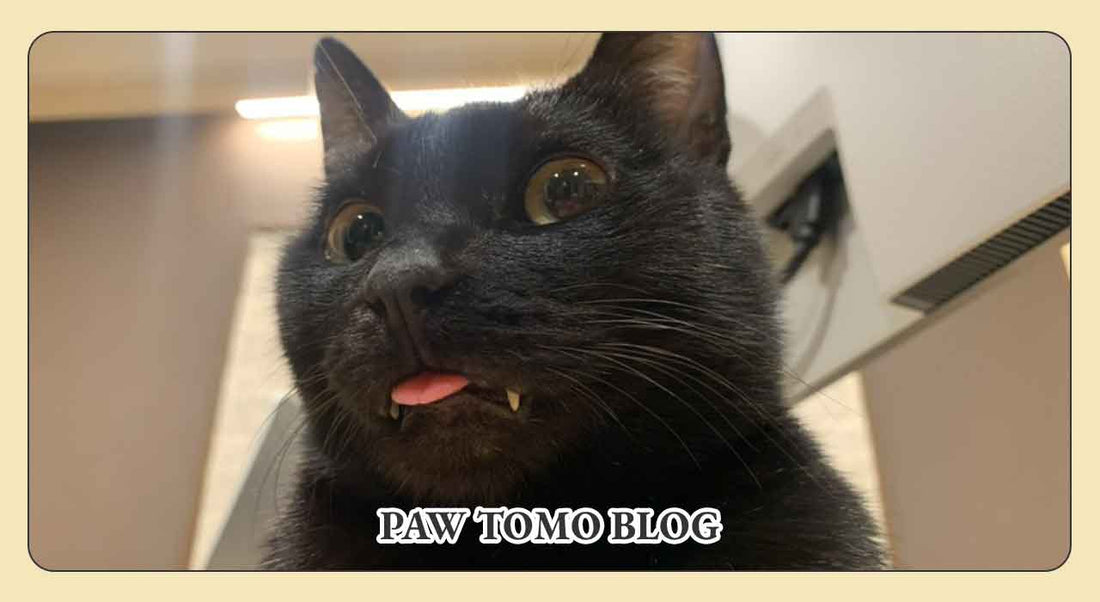 猫の敏感な嗅覚を守るために知っておきたい注意点